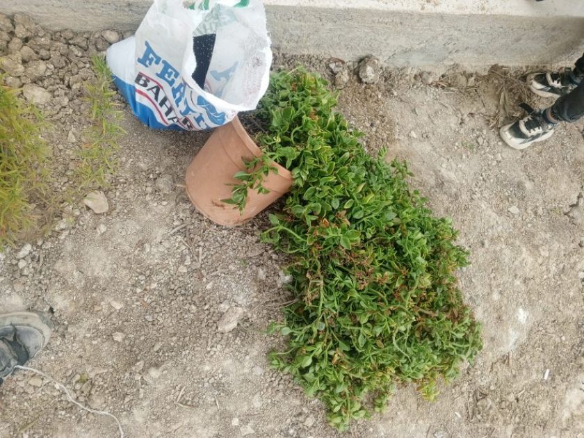 Karabağlar Mezar Bakımı Temizleme İzmir Mezar Bakımı